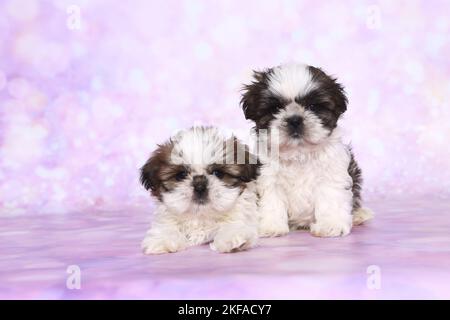 Chiots Shih Tzu Banque D'Images