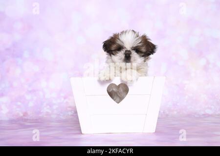 Shih Tzu Puppy dans une boîte Banque D'Images