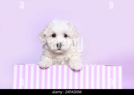 Bichon Frise Puppy dans une boîte Banque D'Images