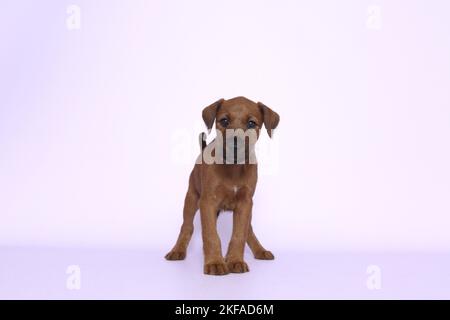Chiot terrier irlandais Banque D'Images
