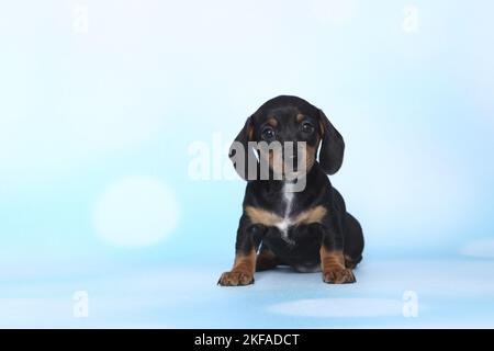 Chien de Dachshund miniature américain Banque D'Images