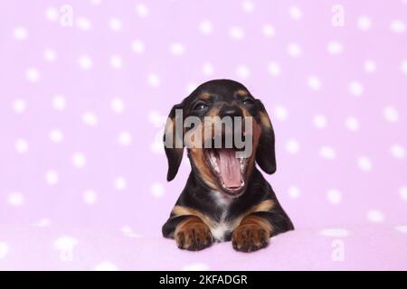Chien de Dachshund miniature américain Banque D'Images