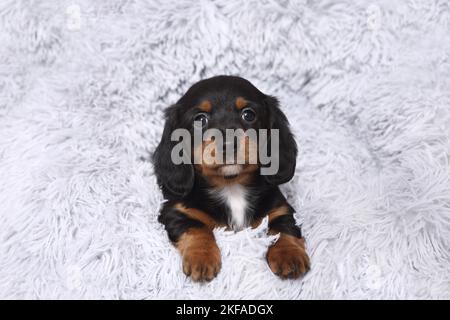 Chien de Dachshund miniature américain Banque D'Images