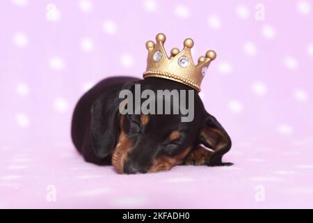 Chien de Dachshund miniature américain Banque D'Images