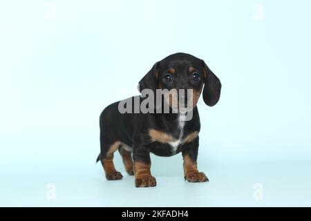 Chien de Dachshund miniature américain Banque D'Images