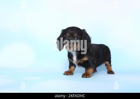 Chien de Dachshund miniature américain Banque D'Images