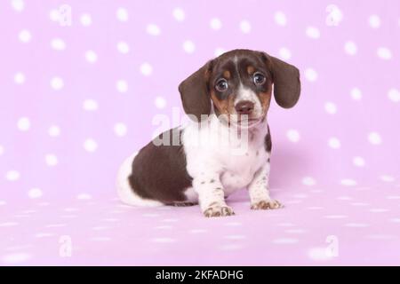 Chien de Dachshund miniature américain Banque D'Images