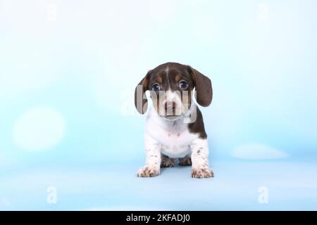 Chien de Dachshund miniature américain Banque D'Images