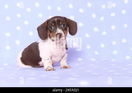 Chien de Dachshund miniature américain Banque D'Images