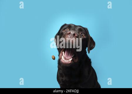 Labrador Retriever Portrait Banque D'Images