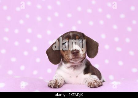 Chien de Dachshund miniature américain Banque D'Images