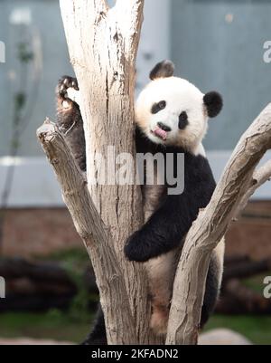 Doha, Qatar. 17th novembre 2022. Le panda géant si Hai est vu à la Maison Panda au Parc Al Khor à Doha, Qatar, le 17 novembre 2022. Les deux pandas géants, si Hai, une femme de trois ans, et Jing Jing Jing, un homme de quatre ans, ont fait leur première apparition publique jeudi avant la coupe du monde de la FIFA, Qatar, 2022. Credit: Nikku/Xinhua/Alay Live News Banque D'Images