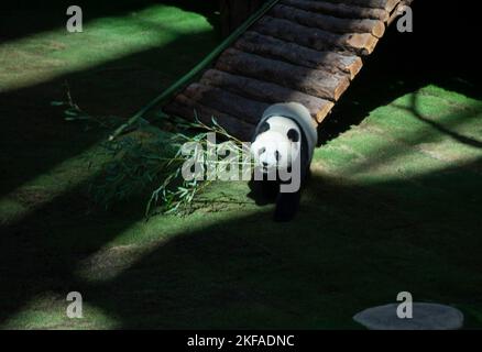 Doha, Qatar. 17th novembre 2022. Le panda géant si Hai est vu à la Maison Panda au Parc Al Khor à Doha, Qatar, le 17 novembre 2022. Les deux pandas géants, si Hai, une femme de trois ans, et Jing Jing Jing, un homme de quatre ans, ont fait leur première apparition publique jeudi avant la coupe du monde de la FIFA, Qatar, 2022. Credit: Nikku/Xinhua/Alay Live News Banque D'Images