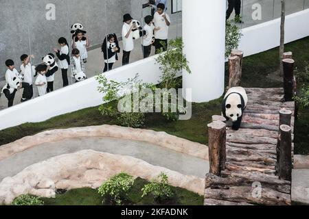 Doha, Qatar. 17th novembre 2022. Le panda géant si Hai est vu à la Maison Panda au Parc Al Khor à Doha, Qatar, le 17 novembre 2022. Les deux pandas géants, si Hai, une femme de trois ans, et Jing Jing Jing, un homme de quatre ans, ont fait leur première apparition publique jeudi avant la coupe du monde de la FIFA, Qatar, 2022. Crédit: PAN Yulong/Xinhua/Alay Live News Banque D'Images