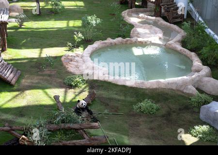 Doha, Qatar. 17th novembre 2022. Le panda géant Jing Jing est vu à la Maison Panda à Al Khor Park à Doha, Qatar, le 17 novembre 2022. Les deux pandas géants, si Hai, une femme de trois ans, et Jing Jing Jing, un homme de quatre ans, ont fait leur première apparition publique jeudi avant la coupe du monde de la FIFA, Qatar, 2022. Credit: Xiao Yijiu/Xinhua/Alamy Live News Banque D'Images