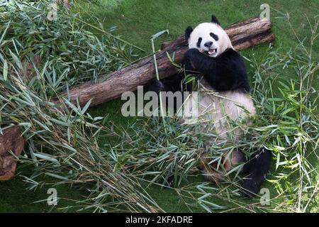 Doha, Qatar. 17th novembre 2022. Le panda géant Jing Jing est vu à la Maison Panda à Al Khor Park à Doha, Qatar, le 17 novembre 2022. Les deux pandas géants, si Hai, une femme de trois ans, et Jing Jing Jing, un homme de quatre ans, ont fait leur première apparition publique jeudi avant la coupe du monde de la FIFA, Qatar, 2022. Credit: Xiao Yijiu/Xinhua/Alamy Live News Banque D'Images