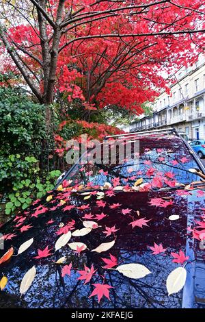 Bristol, Royaume-Uni. 17th novembre 2022. Un après-midi doux dans le village de Clifton, les feuilles rouges tombées de l'arbre au-dessus couvrent les voitures garées ci-dessous. Crédit photo : Robert Timoney/Alay Live News Banque D'Images