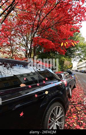 Bristol, Royaume-Uni. 17th novembre 2022. Un après-midi doux dans le village de Clifton, les feuilles rouges tombées de l'arbre au-dessus couvrent les voitures garées ci-dessous. Crédit photo : Robert Timoney/Alay Live News Banque D'Images