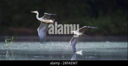 Hérons gris volant, vole au-dessus de l'eau à la recherche de nourriture, habitat, Ardea cinerea, la meilleure photo. Banque D'Images