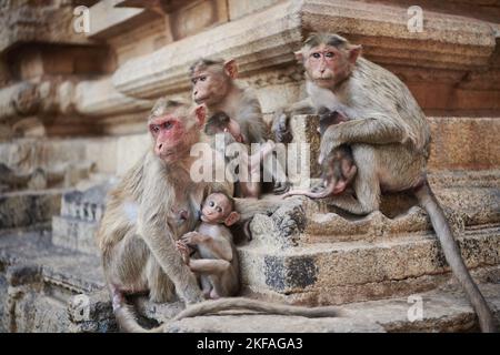 macaques de capot Banque D'Images