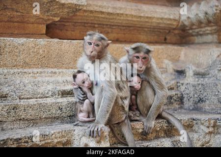 macaques de capot Banque D'Images