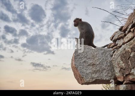 macaque bonnet Banque D'Images