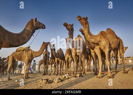 Dromadaire Camel sur le marché des animaux Banque D'Images