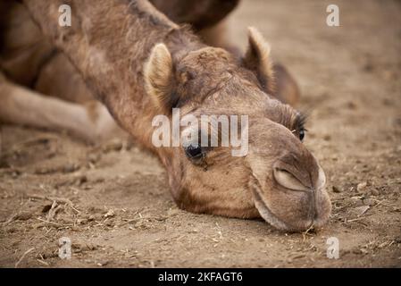 Dromadaire couché Camel Banque D'Images