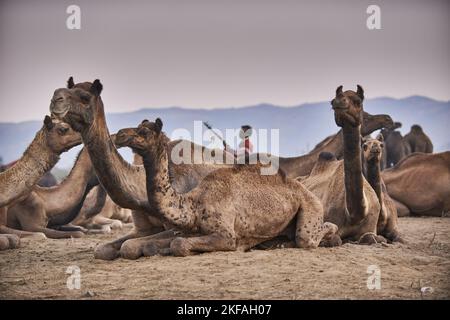 Dromadaire Camel sur le marché des animaux Banque D'Images