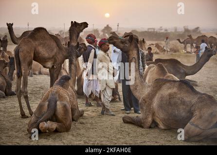 Dromadaire Camel sur le marché des animaux Banque D'Images