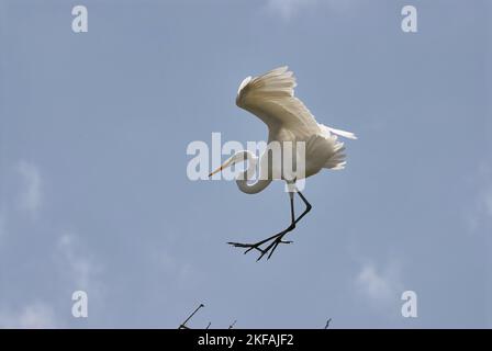 Vol Great White Egret Banque D'Images