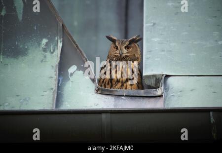 Grand portrait Owl Banque D'Images