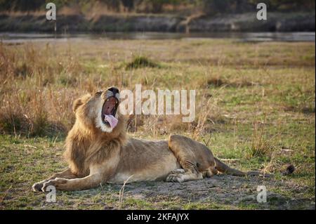 Lion Banque D'Images