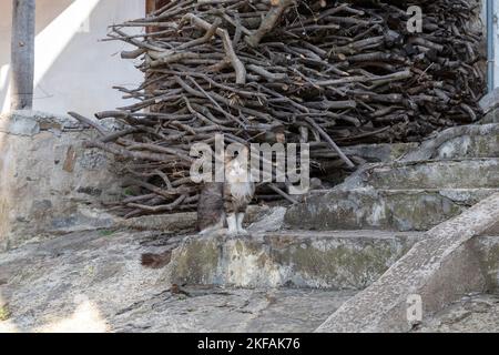 C'est un chat qui, avec l'apparence du propriétaire, s'assoit sur les marches du porche d'une maison de village. Banque D'Images