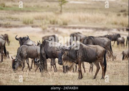 wildebets à barbe blanche de l'est Banque D'Images