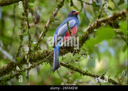 trogon à queue de slaty Banque D'Images