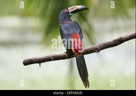 aracari bagués Banque D'Images