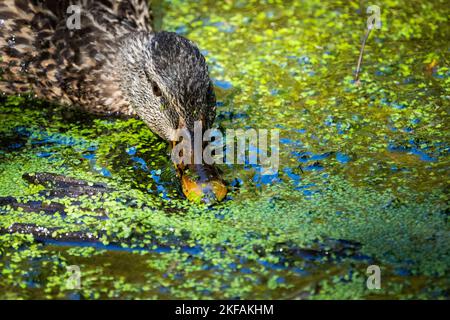 Canard colvert se nourrissant de plantes d'eau flottantes dans un marais peu profond. Banque D'Images