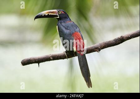 aracari bagués Banque D'Images