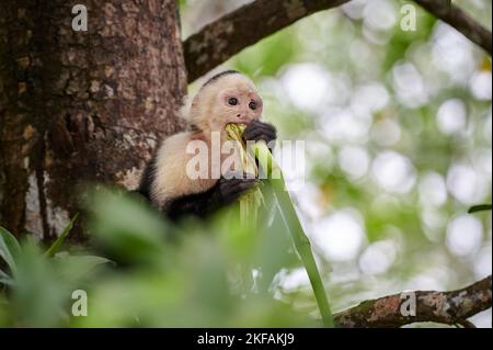 singe capucin Banque D'Images