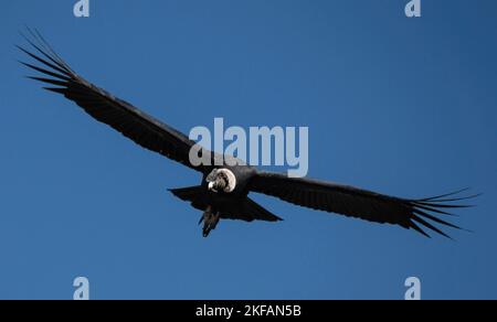 Condor andin (Vultur gryphus), en vol. Photographié en Équateur en juillet, les mâles ont un grand caroncle (peigne) et un larmoiement dont les femelles manquent. Sexe di Banque D'Images