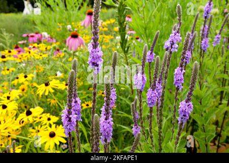 Hoary Verbain, Verbena stritta, Hardy, Herbacé, plante, Jardin, Woolly verbena Rudbeckia Banque D'Images