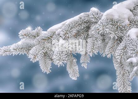 Branche de sapin avec givre blanc ou rime et neige sur les aiguilles vertes, sur fond bleu flou. Arrière-plan saisonnier d'hiver - branche d'épinette à dur Banque D'Images