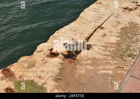 Leguan iguana lizard reptil animal caribaire sauvage Banque D'Images