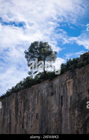 arbre solitaire sur le bord du précipice Banque D'Images