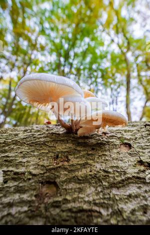 Regroupez le champignon de porcelaine blanche sur un tronc d'arbre vu d'en dessous dans un fond vert flou, Oudemansiella mucida Banque D'Images