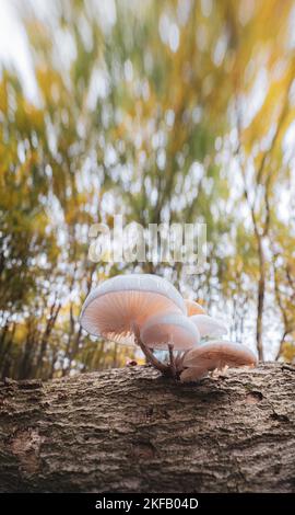 Regroupez le champignon de porcelaine blanche sur un tronc d'arbre vu d'en dessous dans un fond vert flou, Oudemansiella mucida Banque D'Images