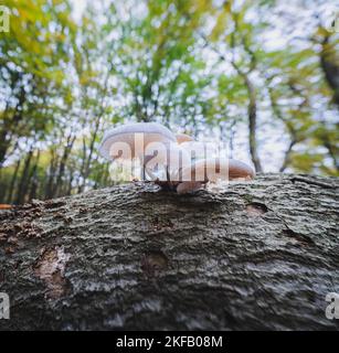 Regroupez le champignon de porcelaine blanche sur un tronc d'arbre vu d'en dessous dans un fond vert flou, Oudemansiella mucida Banque D'Images