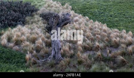 Un morceau de bois flétrisé entouré d'herbe légère dans un parc près de la mer en Grèce Banque D'Images