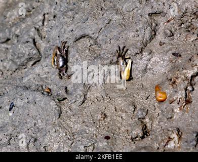 Fiddler crabes vivant dans une banque boueuse, à la zone de lancement de kayak, sur la rive est de la réserve naturelle nationale de Virginie, péninsule de Delmarva, Banque D'Images